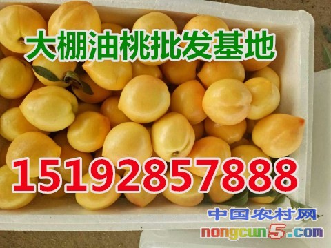 油桃5