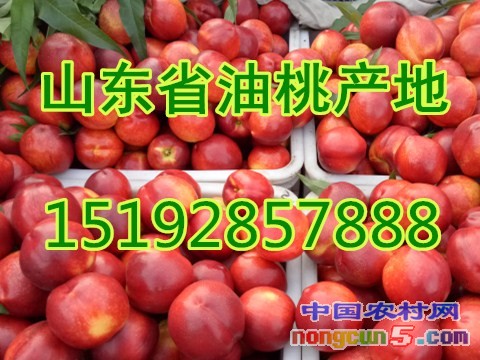 油桃7