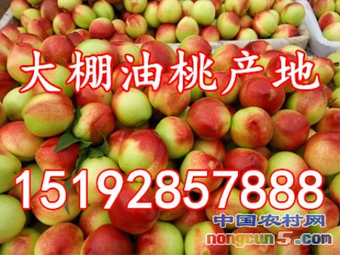 油桃6