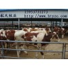 夏洛萊牛犢批發(fā)價(jià)格肉牛犢養(yǎng)殖成本