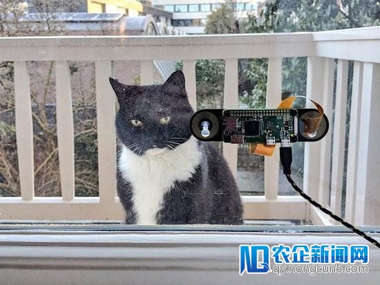 人脸辨认OUT啦 工程师自制“猫脸辨认”