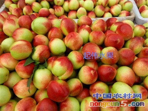 油桃14