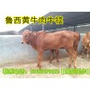 魯西黃牛肉牛犢多少錢一頭 福建肉牛價格