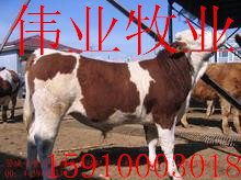 u=2678120137,1198537044&fm=52&gp=0