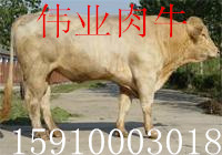 u=3690424144,590219510&fm=23&gp=0