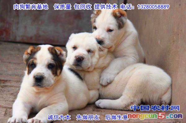 2_105133_aac0ddb788b8aec_副本