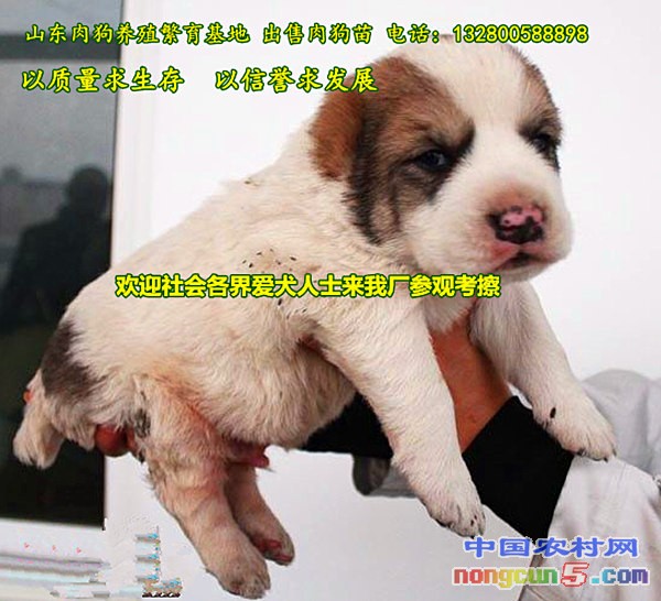 中亞_副本