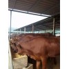 哪里有牛賣肉牛暢銷地方