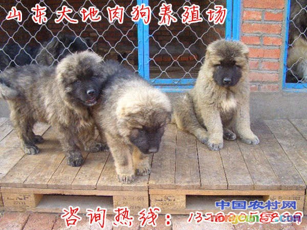 高加索肉狗_副本_副本