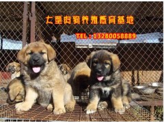 養(yǎng)肉狗怎么養(yǎng)長得快