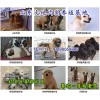 2018最興旺的養(yǎng)殖業(yè) 肉狗養(yǎng)殖