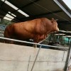肉牛養(yǎng)殖基地肉牛出售