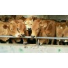 黃牛養(yǎng)殖改良肉牛牛犢