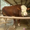 魯西黃牛多少錢育肥肉牛犢