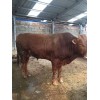 西門塔爾肉牛能長多重山東黃牛牛苗價格