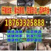 昭通現(xiàn)在三元仔豬價格哪里便宜