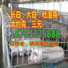 平?jīng)鐾馊缲i批發(fā)多錢一頭