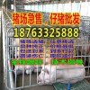 隴南杜洛克小仔豬批發(fā)價(jià)格