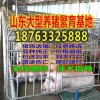 臨夏三元豬苗今日價(jià)格行情