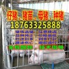 甘南外三元苗豬批發(fā)多錢一頭