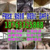 西寧現(xiàn)在三元仔豬價(jià)格哪里便宜