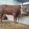 放養(yǎng)黃肉牛和飼養(yǎng)那個(gè)好