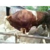 養(yǎng)一頭肉牛能賺多少錢