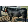 2017年黃肉牛犢多少錢