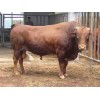 2017年架子肉牛育肥利潤