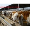 廣西養(yǎng)殖肉牛犢國家補(bǔ)貼是多少、