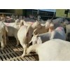 供應(yīng)肉牛牛犢