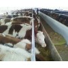 供應(yīng)成年肉牛多少錢一斤