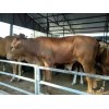肉牛養(yǎng)殖場利潤分析