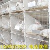 安徽獭兔养殖场新西兰兔批发价格
