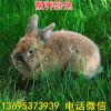云南獭兔养殖场獭兔批发价格