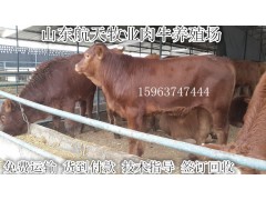 百色西門塔爾肉牛多少錢一頭肉牛價格