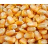 玉米價格行情；漢江大量收購玉米；在線咨詢