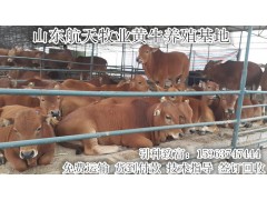 河池西門塔爾肉牛多少錢一頭利木贊牛價格