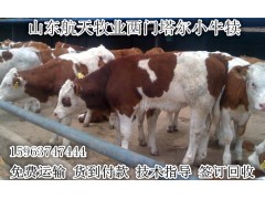 廣西魯西黃牛肉牛多少錢一頭利木贊牛價(jià)格