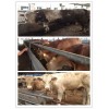 供應(yīng)魯西黃牛肉牛價(jià)格