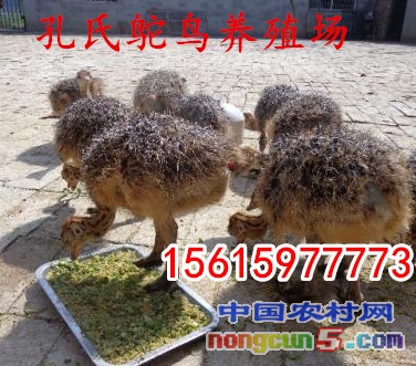 u=2110113869,1908490159&fm=27&gp=0_副本