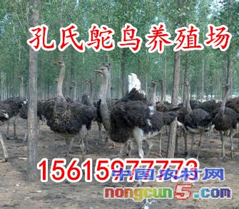 u=730437226,1182628008&fm=11&gp=0_副本