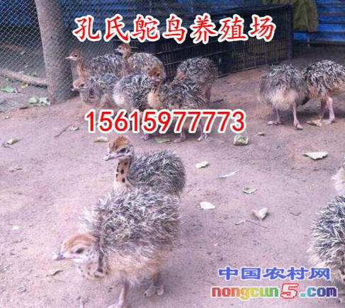 黑河孔雀多少錢一只哪里有出售孔雀的