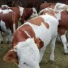 供應(yīng)石家莊西門塔爾牛肉牛犢價(jià)格