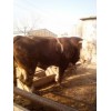 唐山西門塔爾牛肉牛價(jià)格