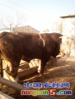 2345_image_file_copy_3