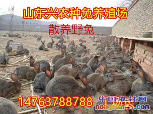 t015e665b33ba56d471_副本