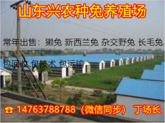 哪里有出售肉兔白色新西蘭種兔的價格多少錢一只