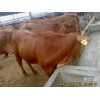 陽(yáng)泉西門塔爾牛肉牛價(jià)格