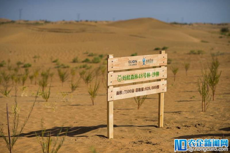 蚂蚁森林未来5年将植树5亿棵 等于“每年种出一个纽约”